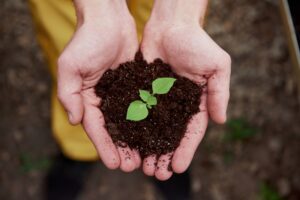Top view. Mens hands holding the soil with little plant in the middle